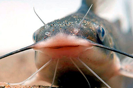 Ictalurus punctatus_06.jpg